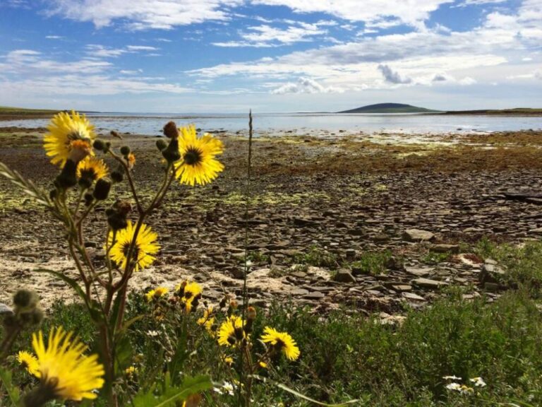 Vibrant wildflowers along a beach in the Orkney Islands.