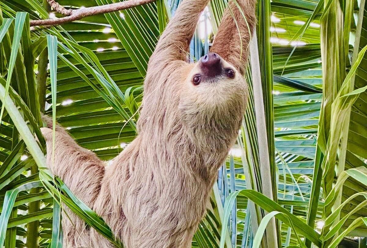 sloth cutest little animal