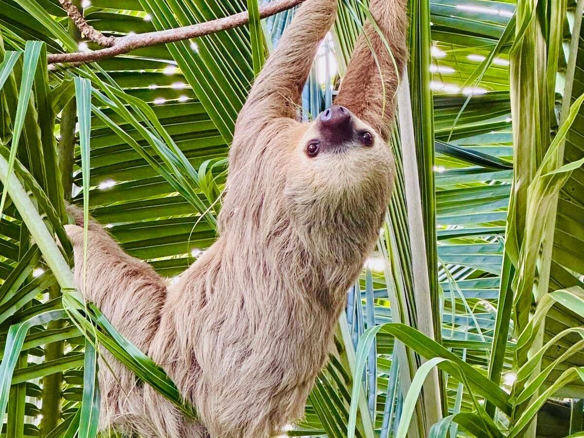 sloth cutest little animal