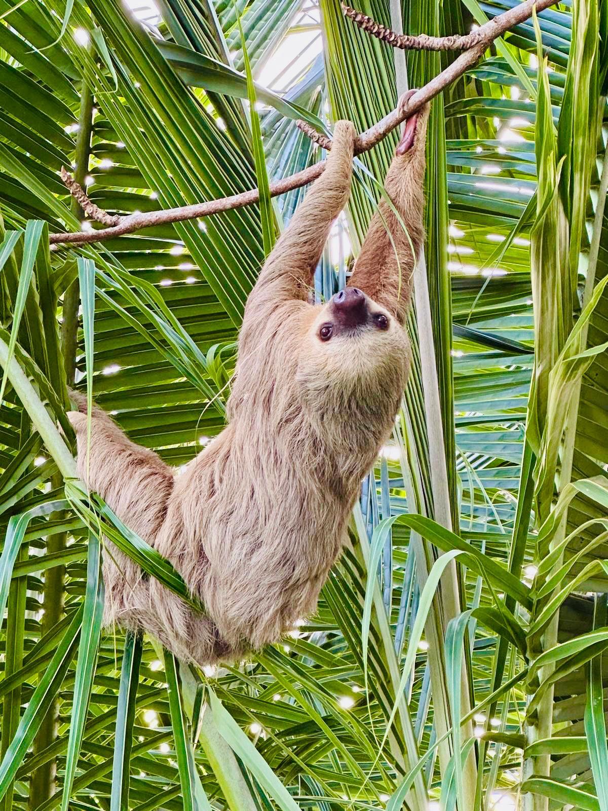 sloth cutest little animal
