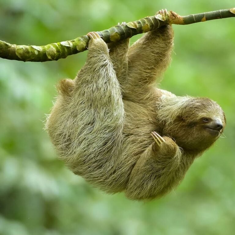 sloth hanging tree