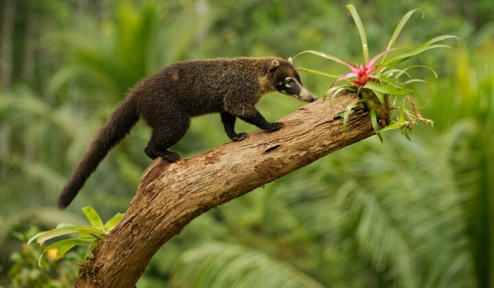 White-nosed Coati - Nasua narica