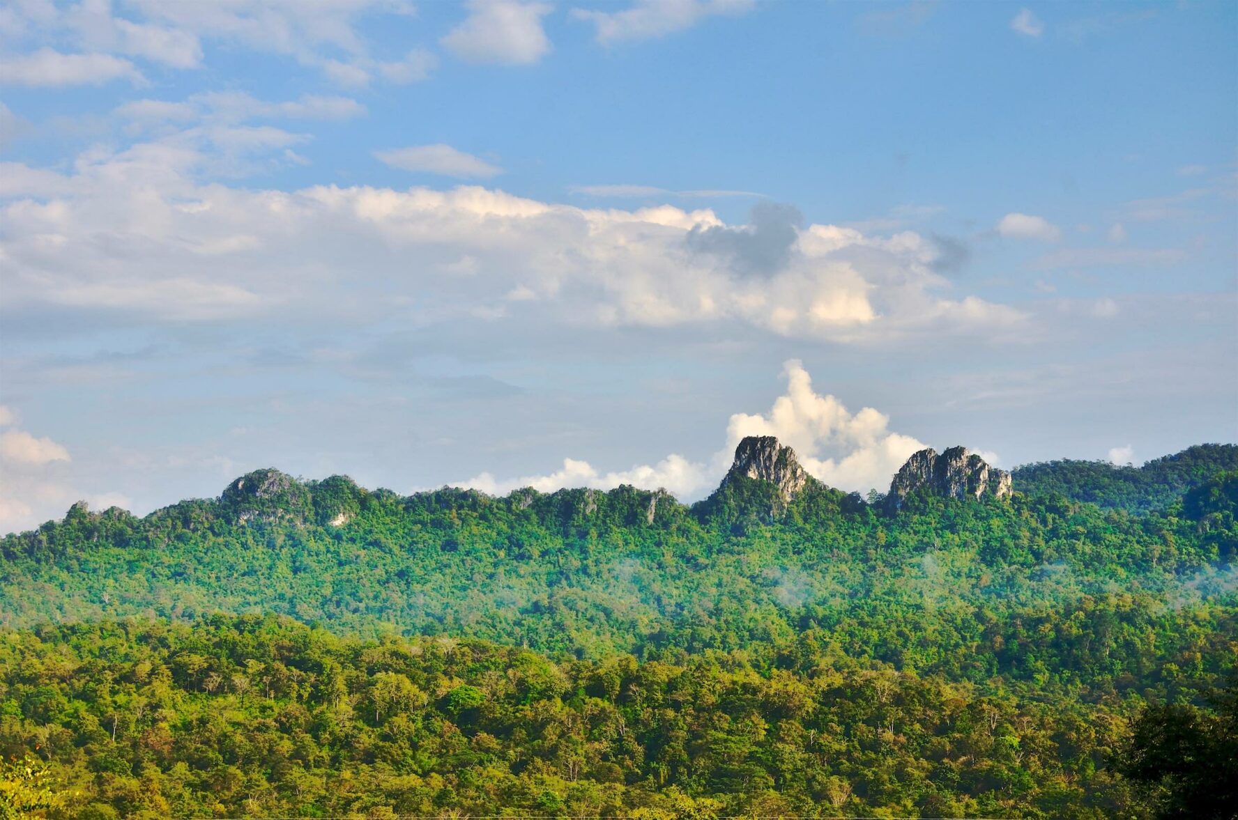 Woods near Chiang Mai, Thailand