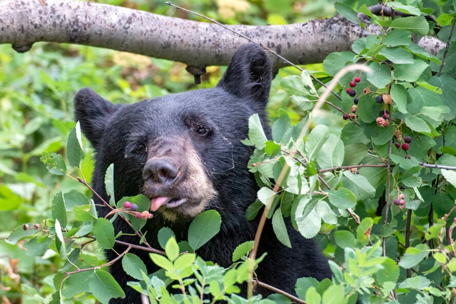 American black bear eating berries