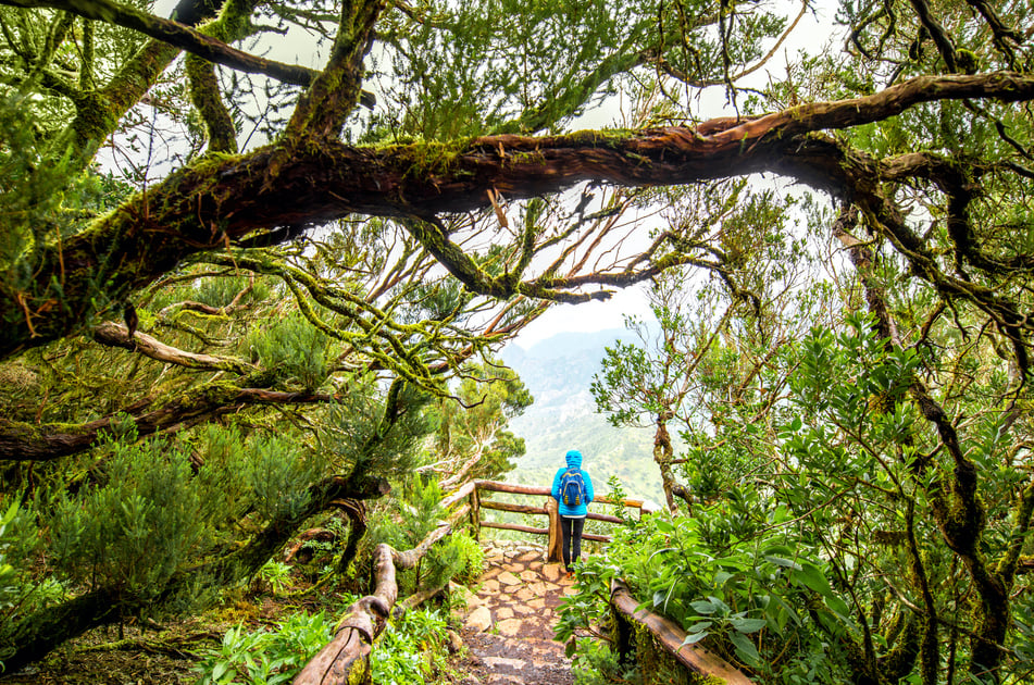 A hiker hiking in a misty cloud forest in La Gomera.