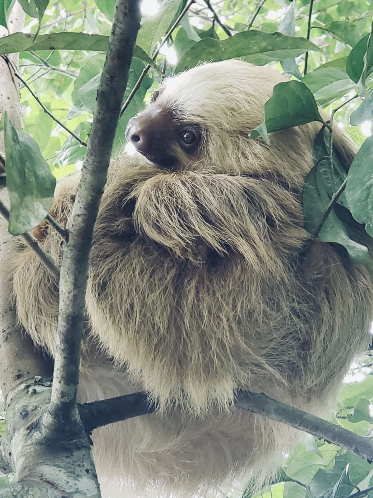 Cute sloth in Costa Rica
