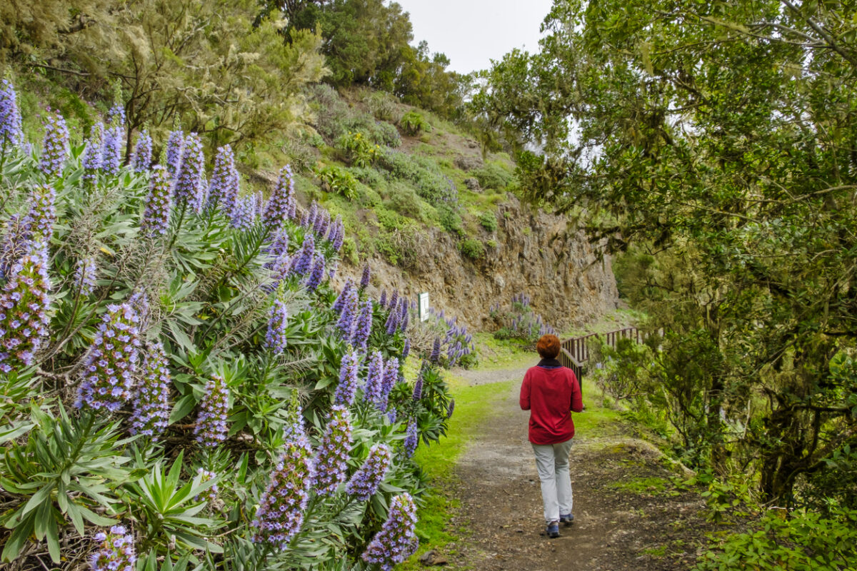 A hiker in the Garajonay National Park.