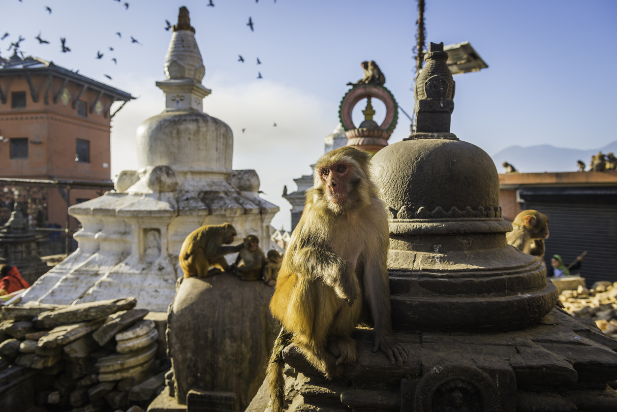 Monkey on stupa at Swayambhunath temple, kathmandu