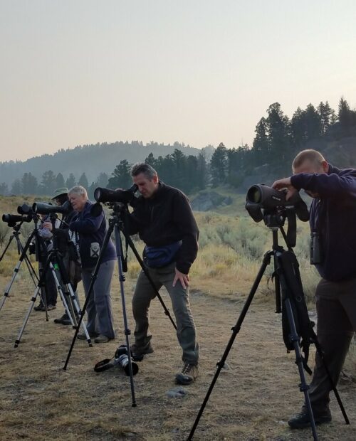 Private Guided Wildlife Watching in Yellowstone.