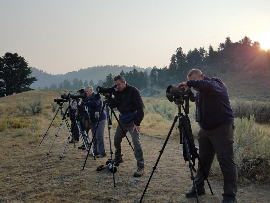 Private Guided Wildlife Watching in Yellowstone.