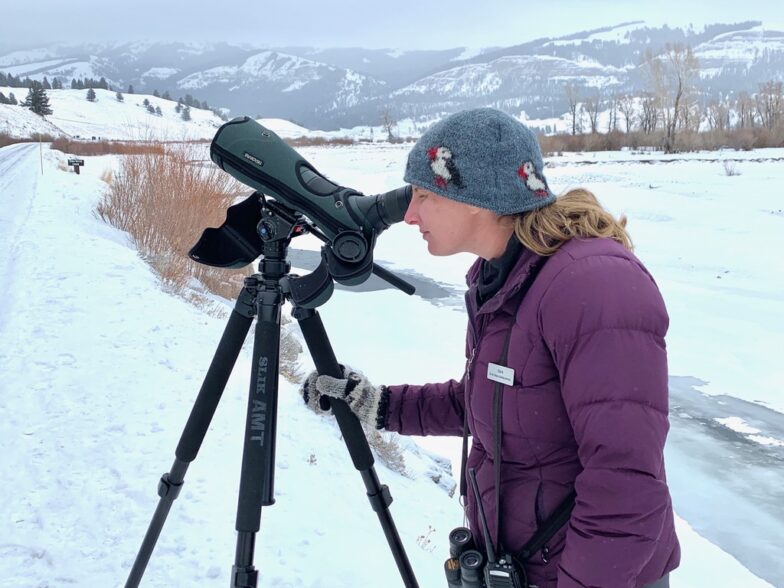 Private Guided Wildlife Watching in Yellowstone 57hours