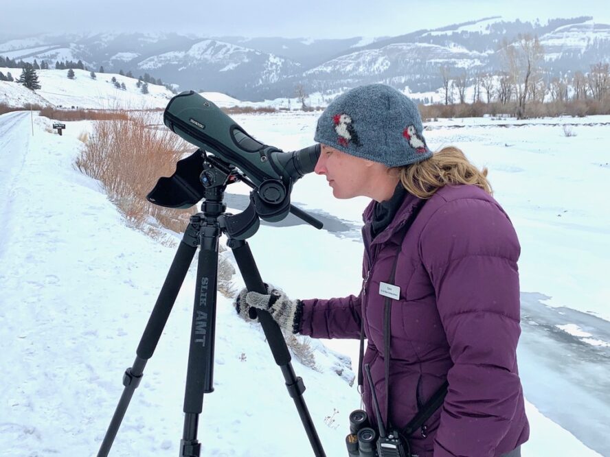 Private Guided Wildlife Watching in Yellowstone 57hours