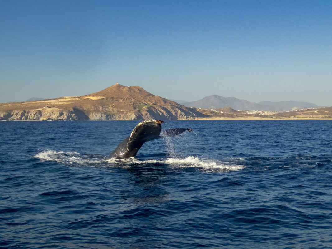 Whale tail protruding from the water near the island of La Gomera.