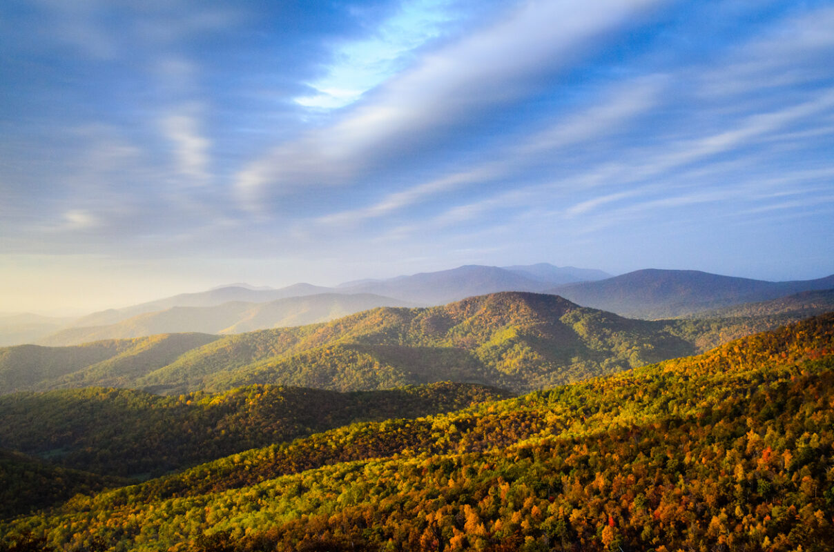 Woods of the Shenandoah National Park