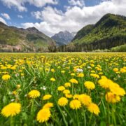 A large wildflower meadow in the Alps