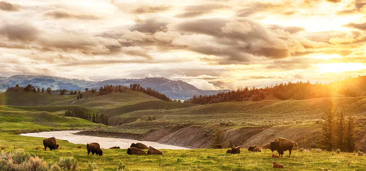 Best Time to Visit Yellowstone A Local's Guide