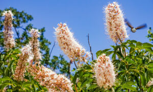 A detail of some buckey flowers in coastal California