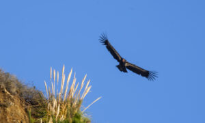 Buzzards sitting on a broken tree in South California