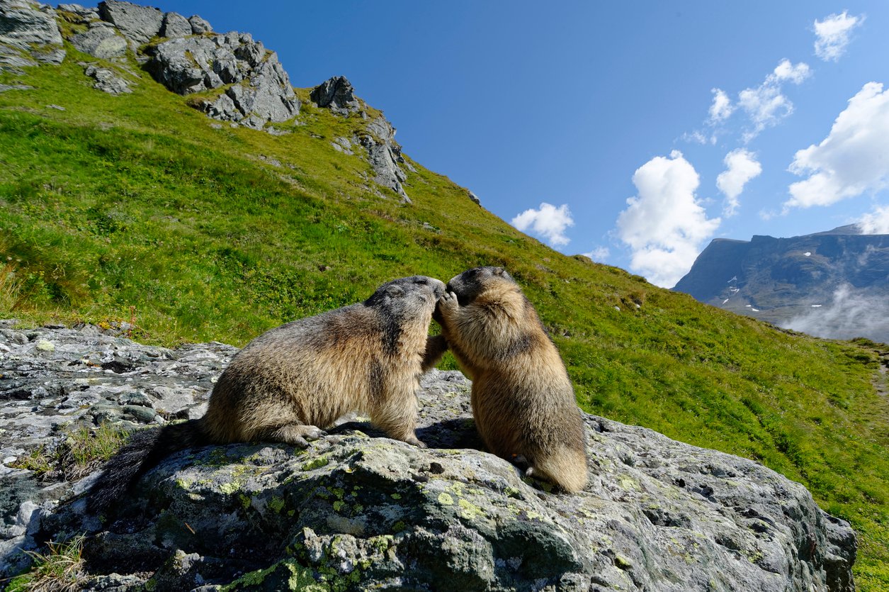Cute marmots in the Alps
