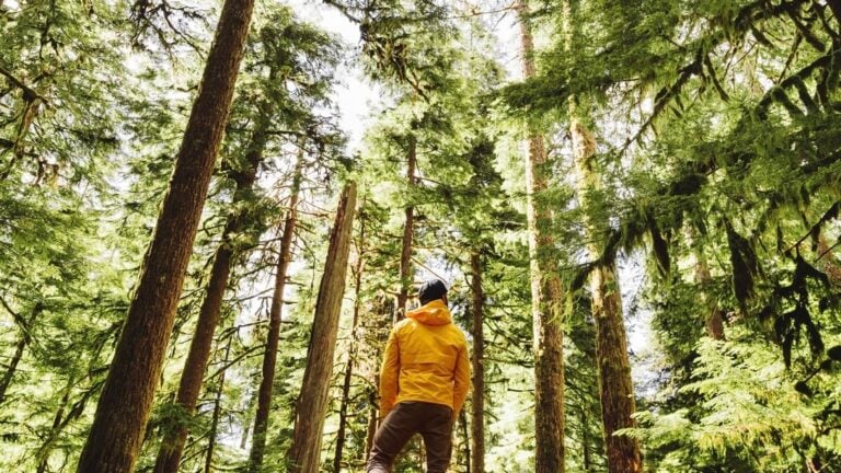 Guided Backpacking in Olympic National Park