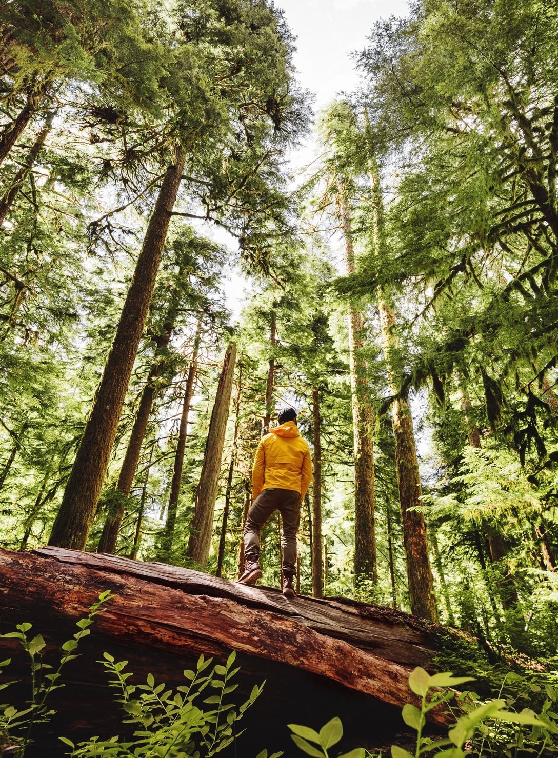 Guided Backpacking in Olympic National Park