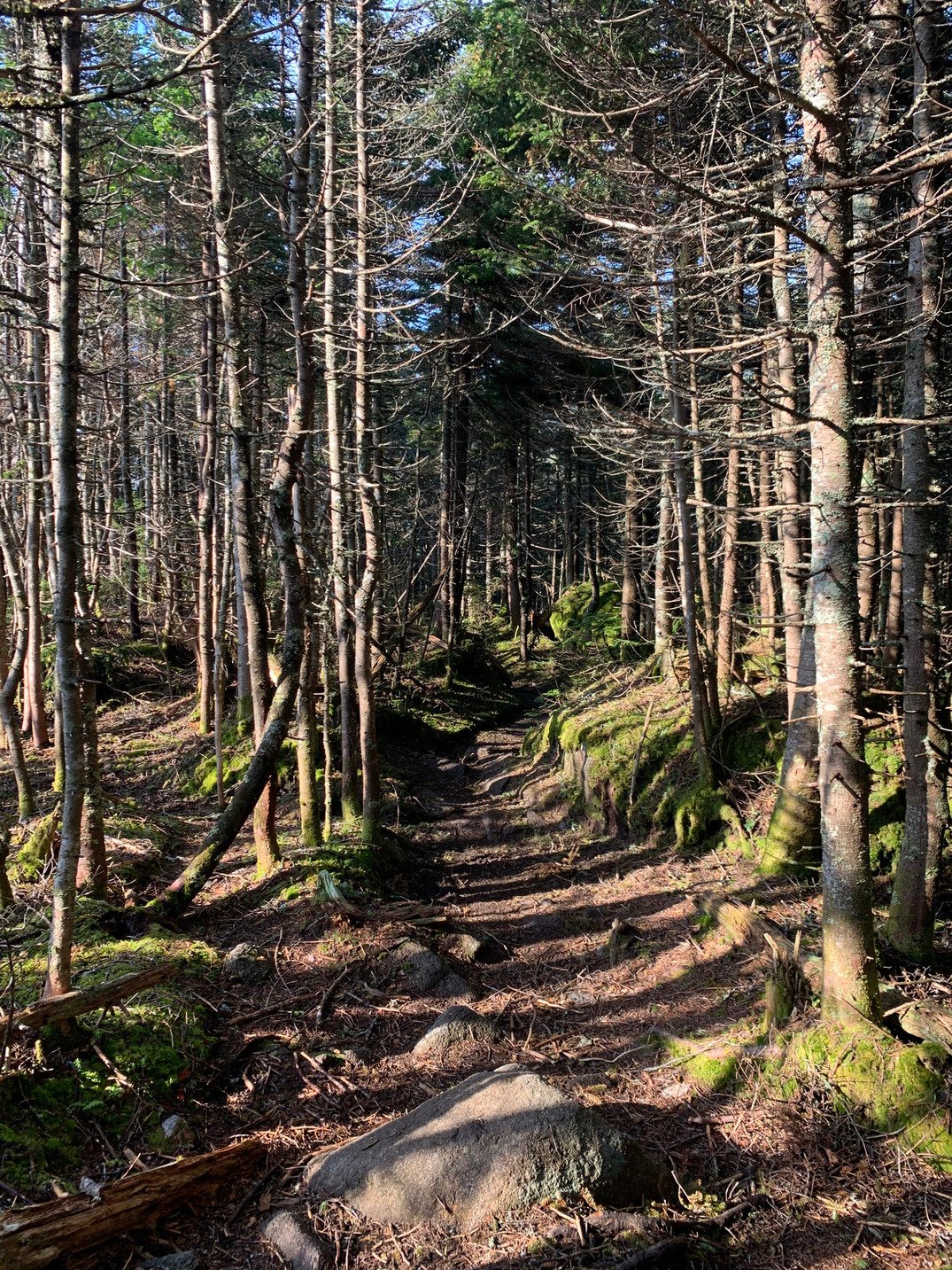 High altitude forest, NH