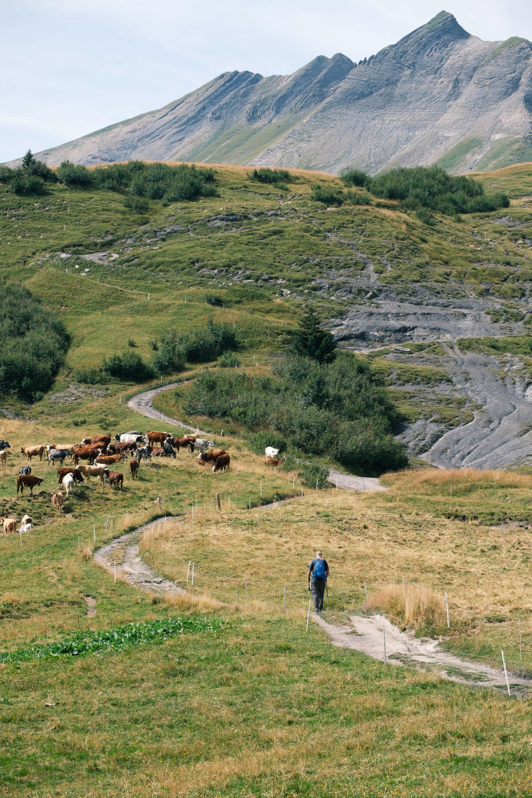 Hiker and cows in Mt Blanc