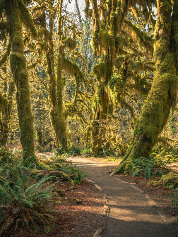Guided Backpacking in Olympic National Park