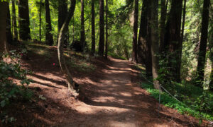 A shaded part of the Pfeiffer Falls Trail in California. iStock