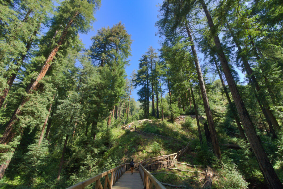 A female hiker on a wooden footpath along the Pfeiffer Falls Trail.