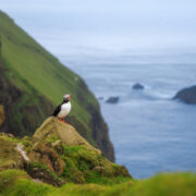 Lone puffin standing on a cliff on the Faroe Islands