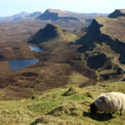 Sheep grazing on the Isle of Skye