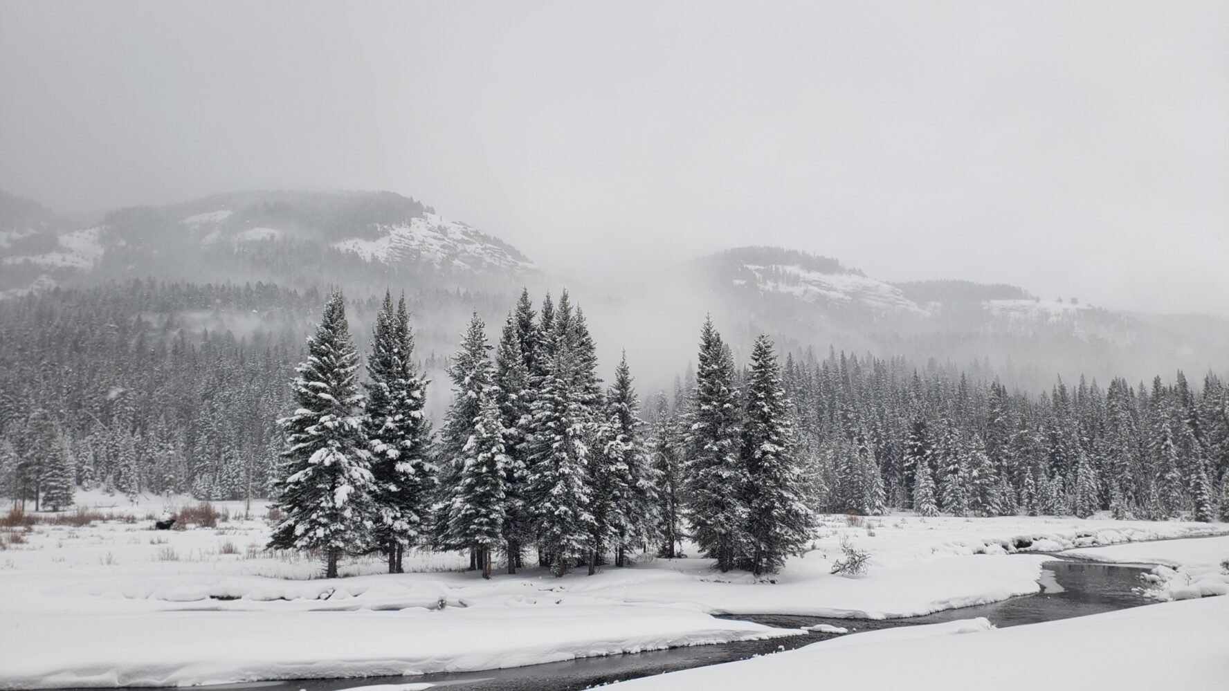 Best Time to Visit Yellowstone A Local's Guide