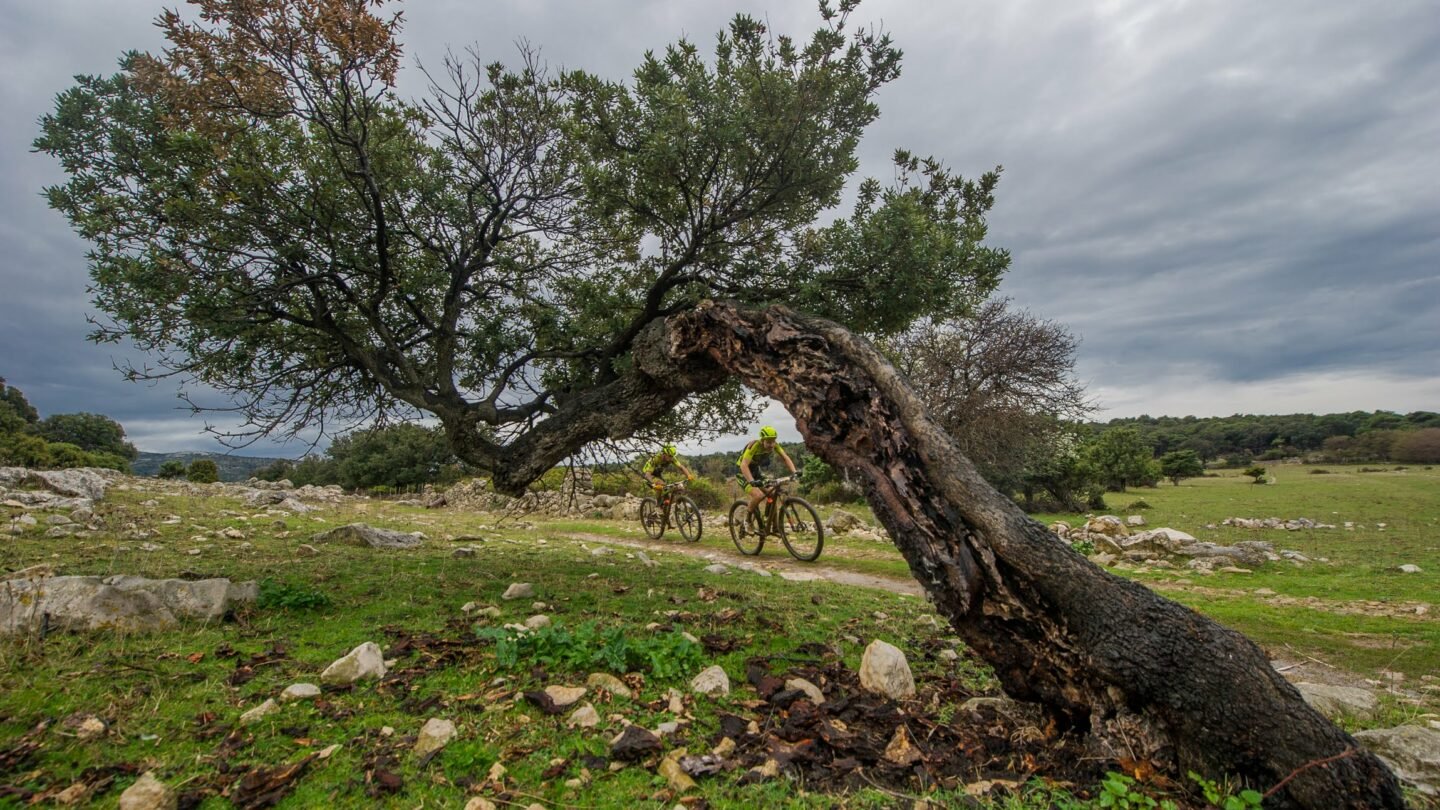 Riders riding a macadamia trail along some olive trees on Brač, Croatia.