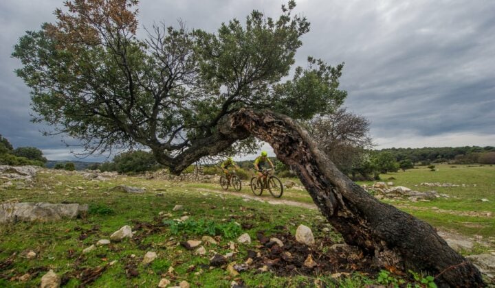Riders riding a macadamia trail along some olive trees on Brač, Croatia.