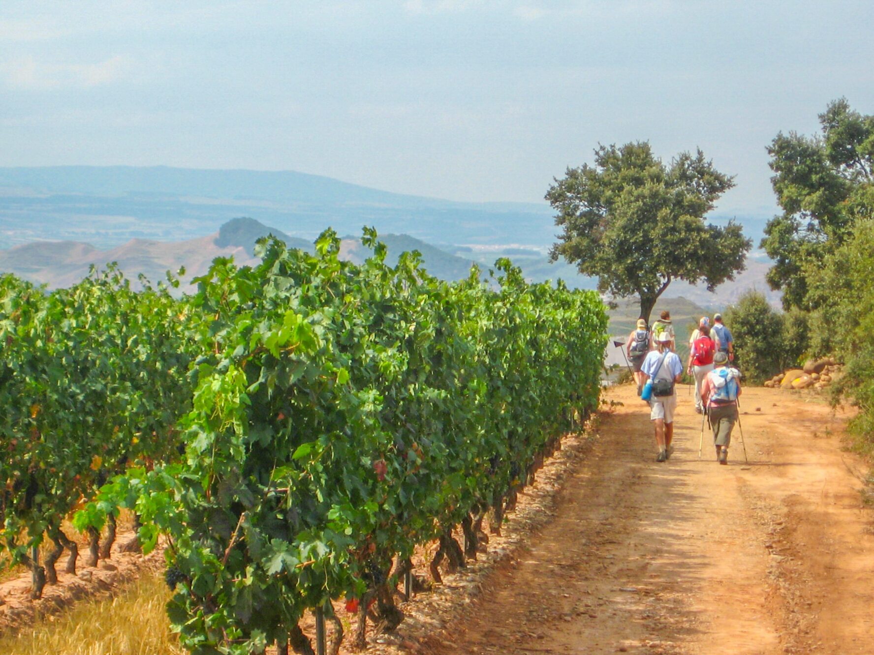 Camino hikers walking through a vineyard