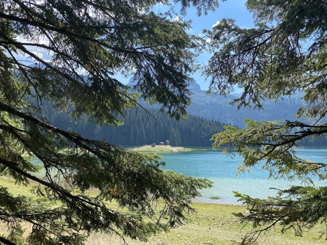 Conifer trees by a lake in Durmitor