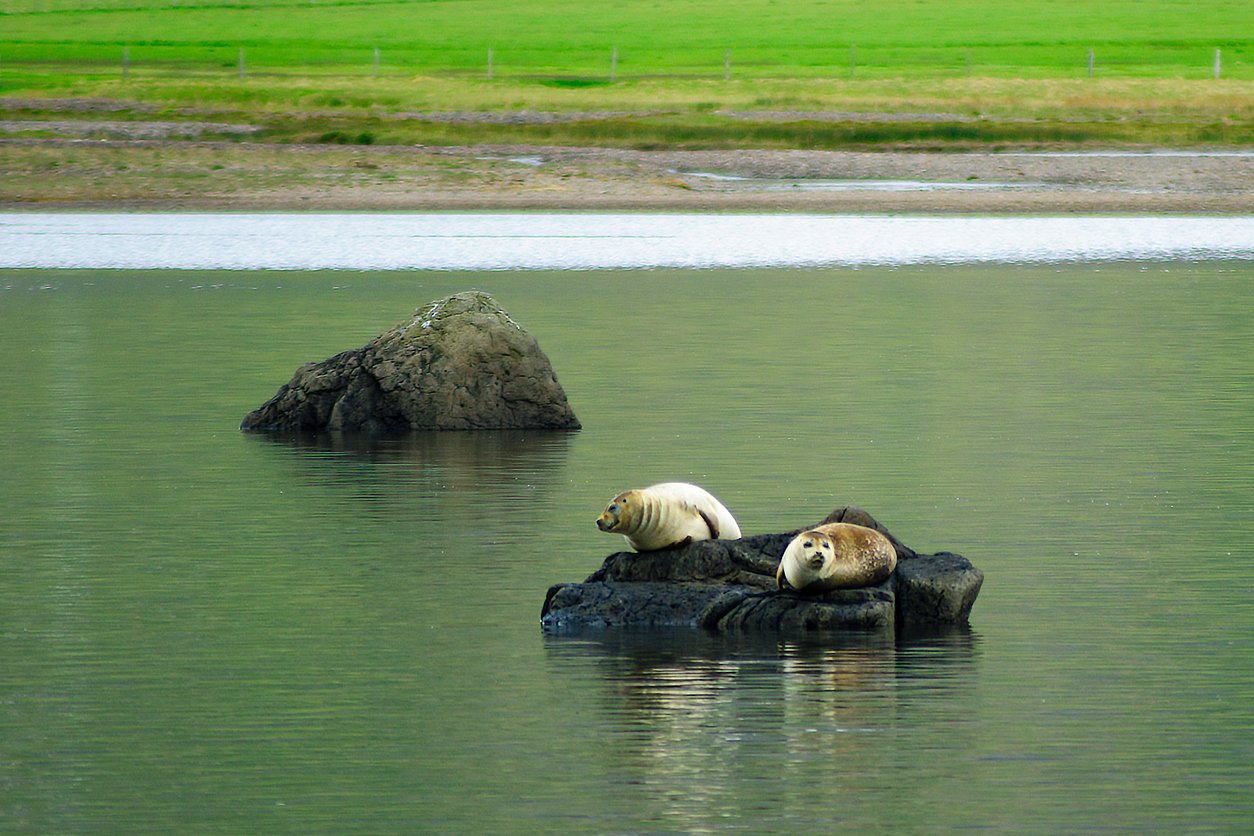 East Iceland seals
