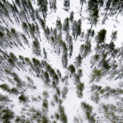 Evergreen forest at Lake Tahoe