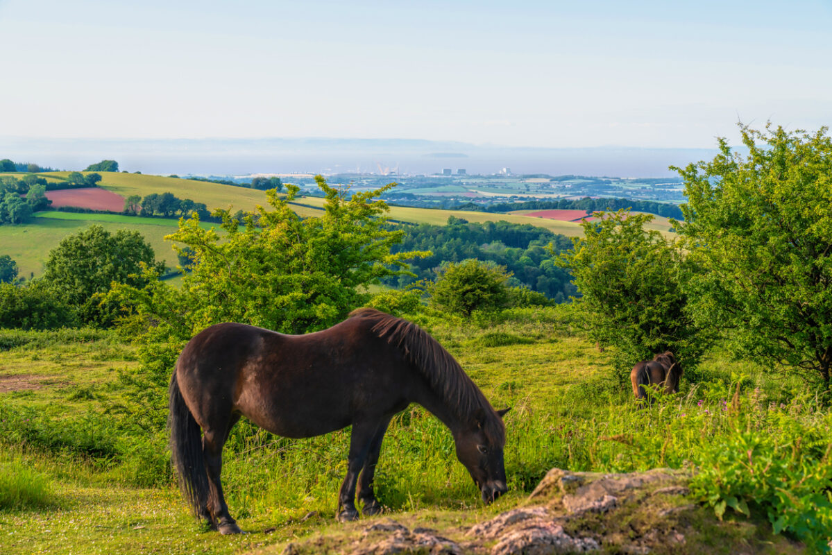 Exmoor pony grazing in the Quantock Hills.