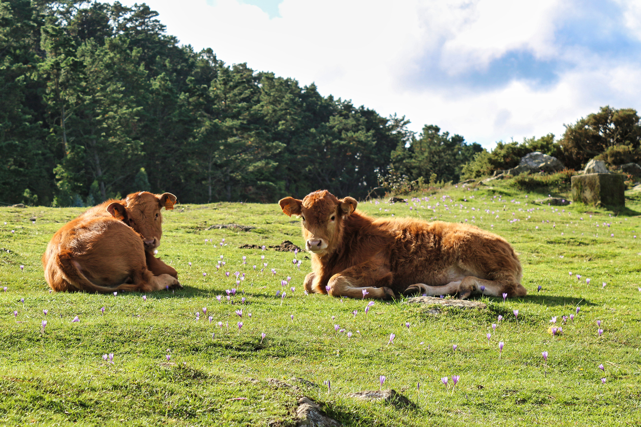 Cows on a meadow in Galicia