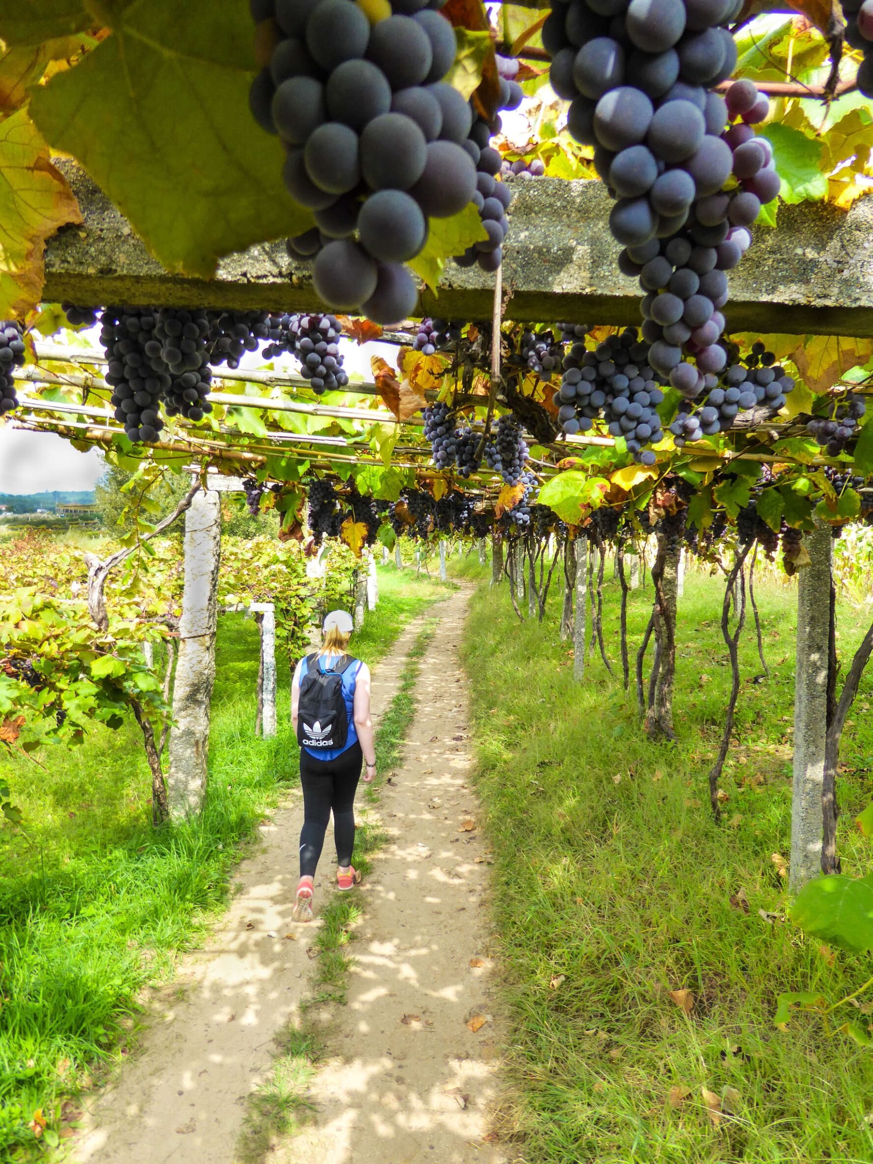 Hiking through vineyards on the Camino