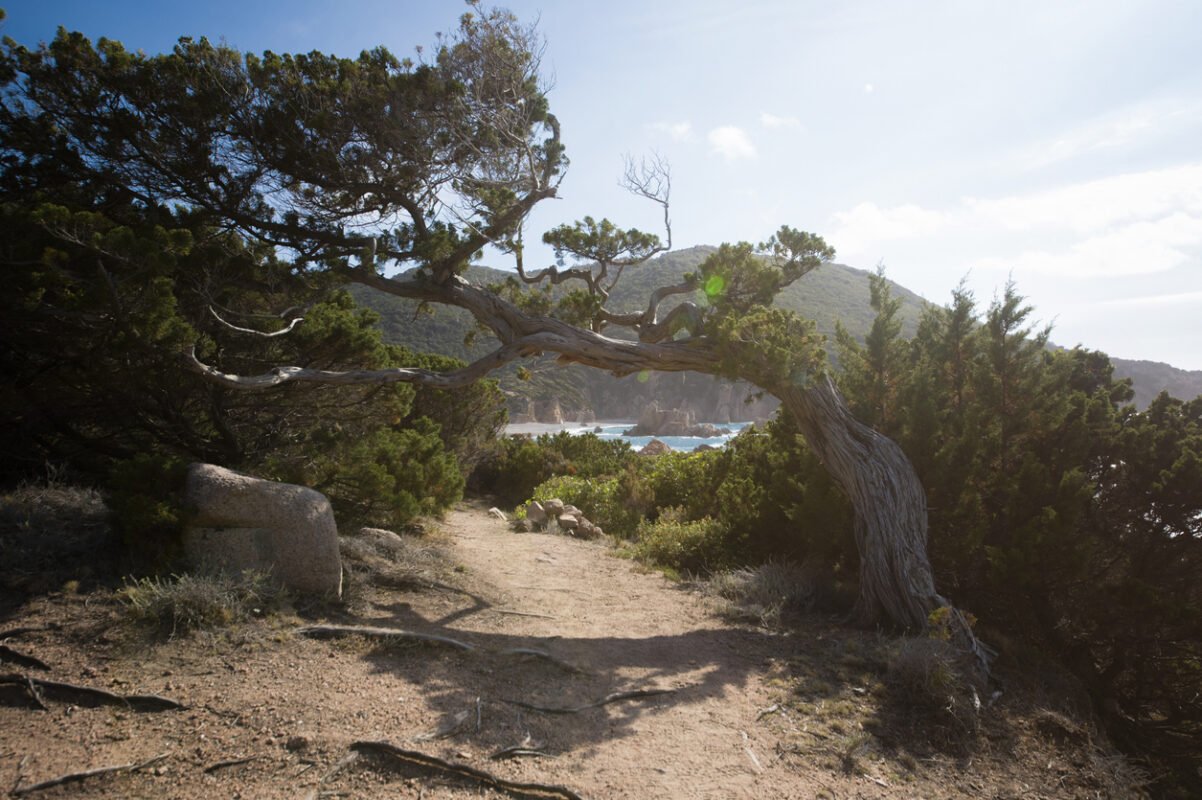 Juniper trees, Selvaggio Blu