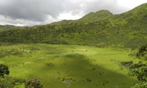 Vibrant green landscape of the Ka’au Crater rainforest