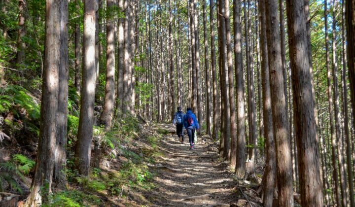 Kumano Kodo hikers through the woods