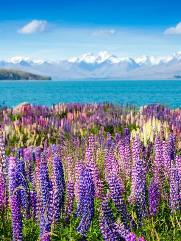 Guided hike & bike tour in the Southern Alps