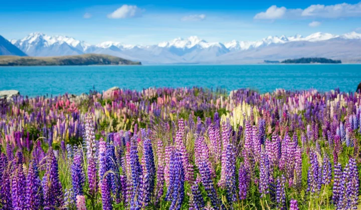 Lake Tekapo in New Zealand