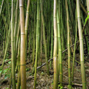 Bamboo grove on the Manoa Falls Trail