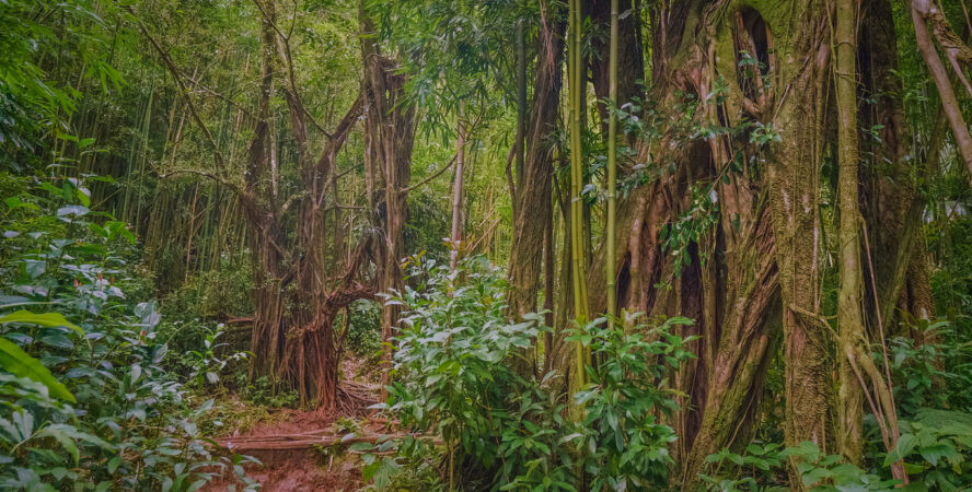 Lush vegetation of the Manoa Valley on Oahu