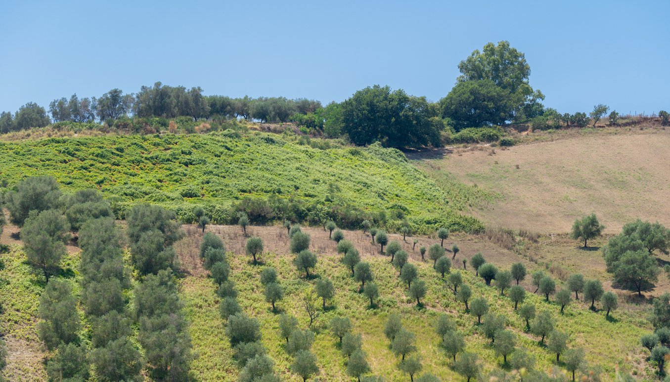 Olive trees and vineyard in Sicily